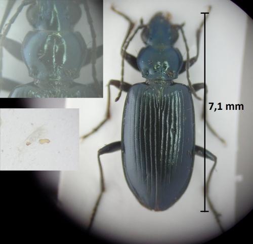 Réf. 194 646 : Bembidion coeruleum